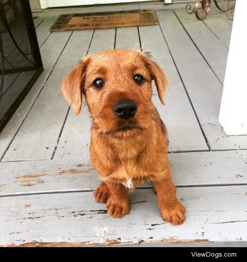 Nigel, my Irish Terrier<3 http://iamkaitlynrose.tumblr.com/