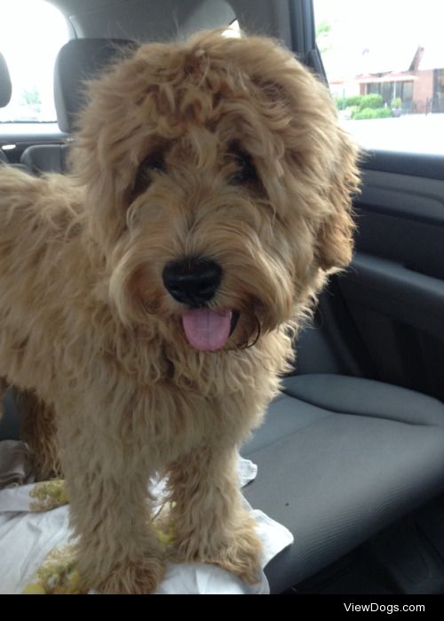 Basil, my 6 m/o Australian labradoodle girl