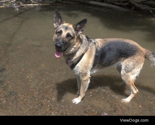 Thirsty Thursday with Daisy wading in the creek!