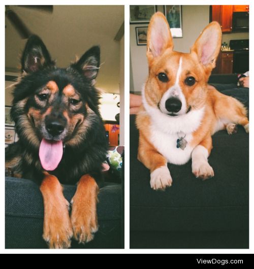 My two beautiful pups! Zelda (left) who I got from a local…
