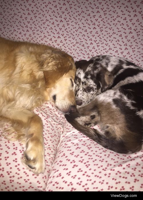 Moose is a 6 year old golden retriever and Daisy is a 16 week…