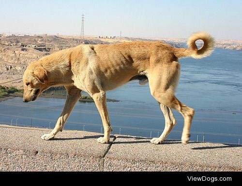 streetdogmillionaires:


	Dog at Aswan Dam by Shek GrahamSo, I…