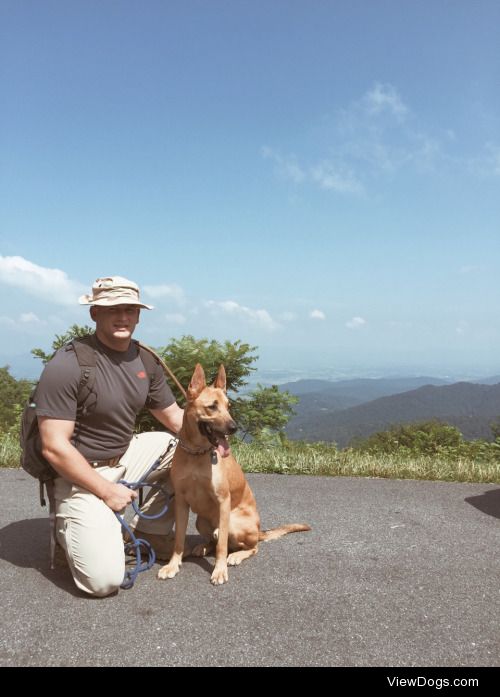 This is my two year old American Dingo named Rogue with my…