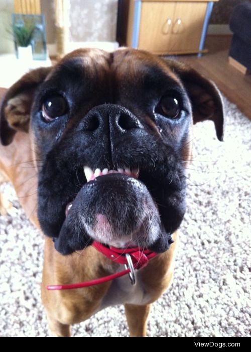 This is sasha the 1 and a half year old boxer. She is as dumb…