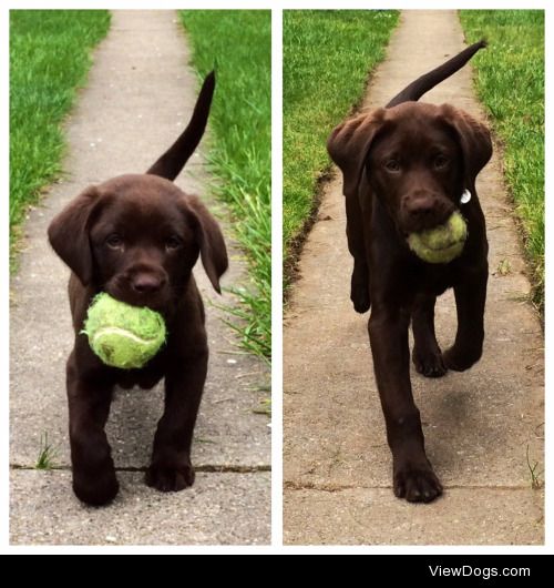 This is our handsome Boston at 8 weeks (9lbs) & 14 weeks…