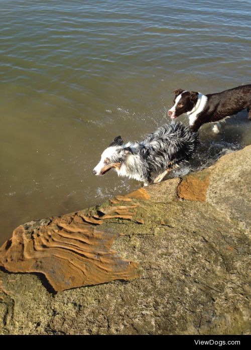 Sterling, my 6mo sheltie playing with Kitt, my boyfriend’s…