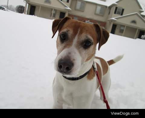 Frodo, my 10 year old Jack Russell rescue, enjoys running around…