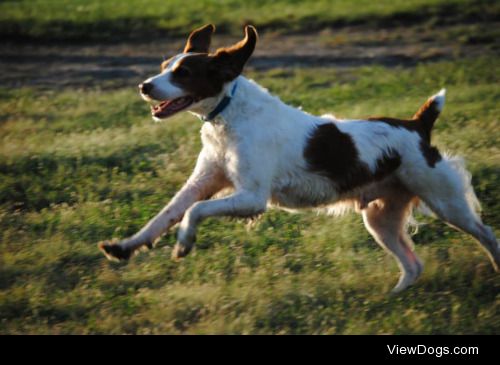 My Brittany, Paris (male) having fun at the dog park. Today he…