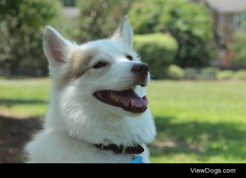 Aurora, the Alaskan Husky, rightfully thinks herself royalty as…