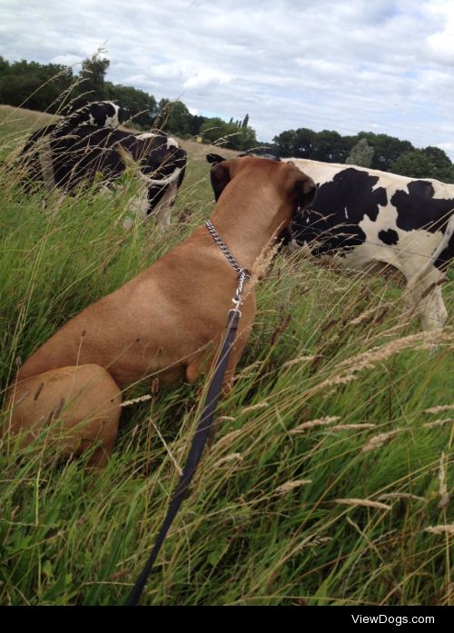 Baloe#9,5months#lovescows#boerboel