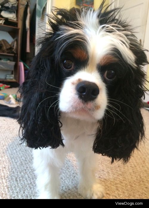 my buddy gets wild hair after baths :-)