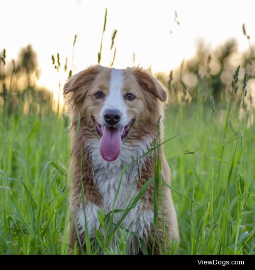 Meet Xena, my sweet girl. She is an English Shepherd! You can…