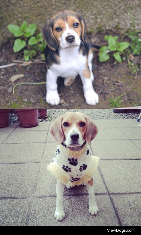 my little beagle violeta <3, in the first pic she has 3…