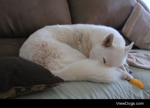 6woofs:

Sleepy SaturdayShhh.. don’t wake up the husky powdered…