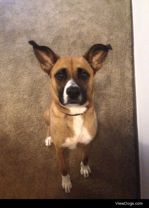 This is Rocket, my Boxer/German shepherd mix. He has the cutest…