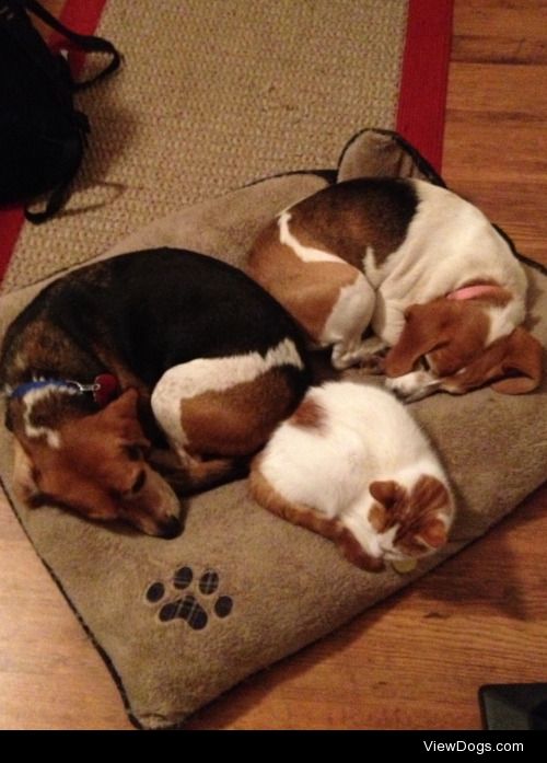 Family photo for Sleepy Saturday with my two precious beagles…