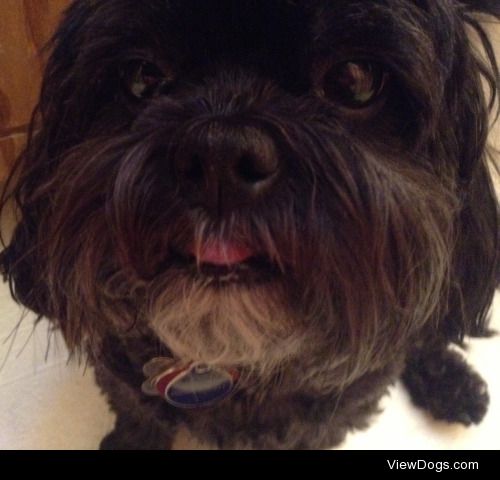 Marley (7 year old shih poo)