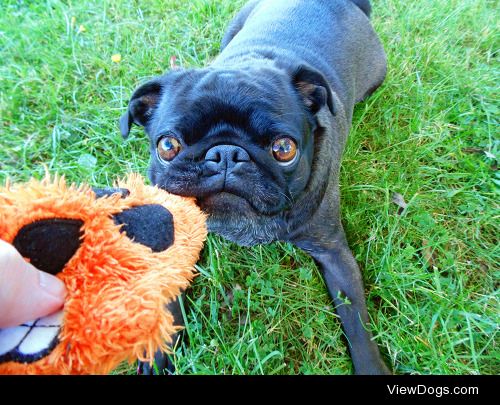 Roxy and her beloved crinkly Halloween skull for Toy-Filled…