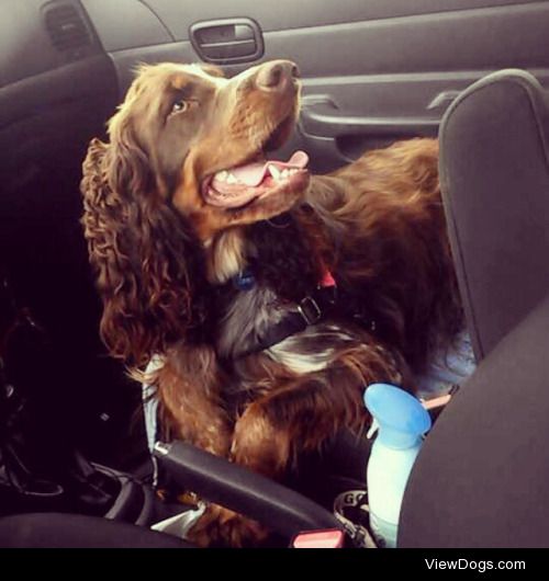 Millie the springer is the best roadtrip companion ever