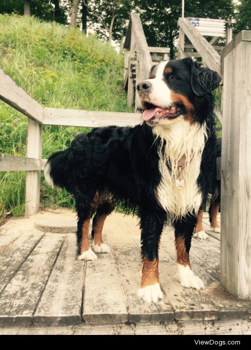 threeberners:

Primrose.