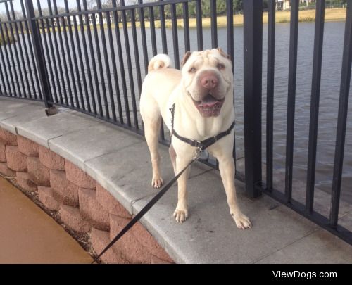 Wrinkles posing during a walk!