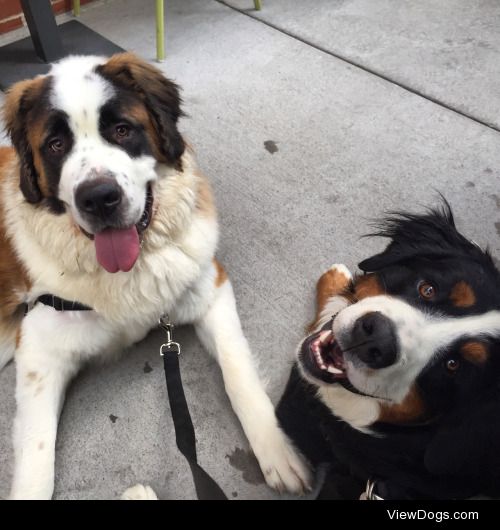 My Saint Bernard, Chunk, and his Bernese friend Bean.