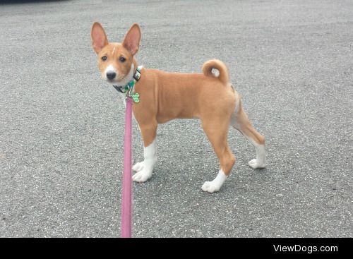 twobarklessdogs:

Apollo on a walk for handsomedogs Walkies…