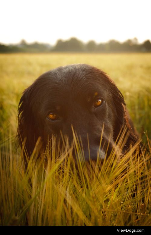 Happy Dog | robinahne