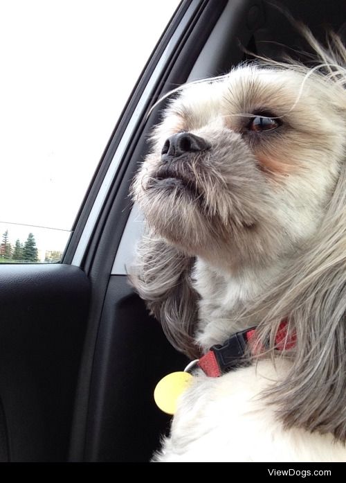 Noah the Lhasa apso mix is undeniably majestic.