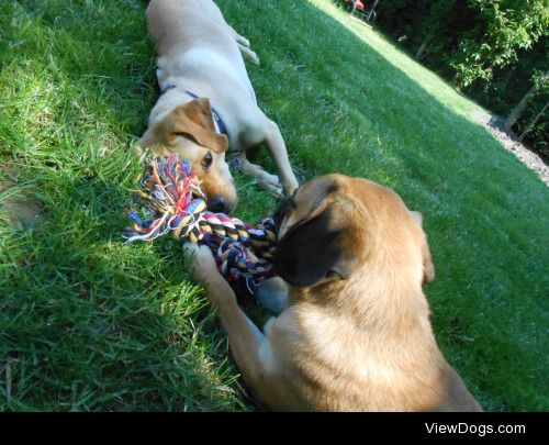 Rhona and her cousin (my brother’s dog, not her actual…