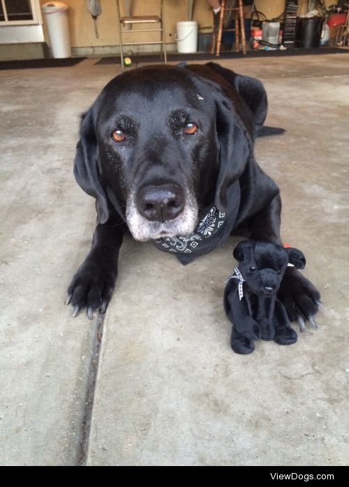 this handsome dog is my 11-year-old pup Luke (with a tiny…