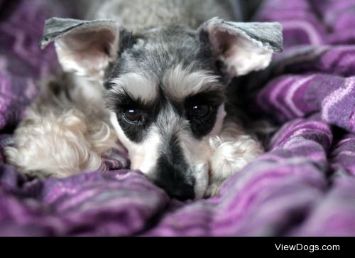 perfectdogs:

Sleepy Aska for handsomedogs Sleepy Saturday!