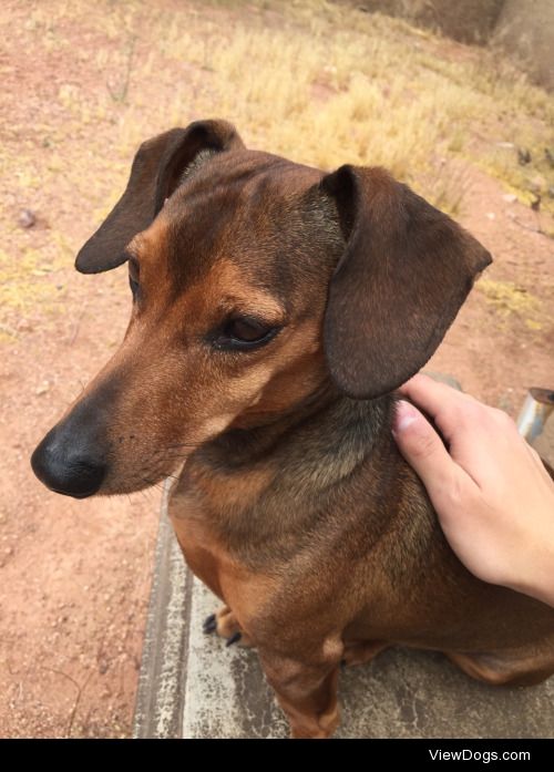 Oscar the dachshund, aka Oscar Meyer Weiner