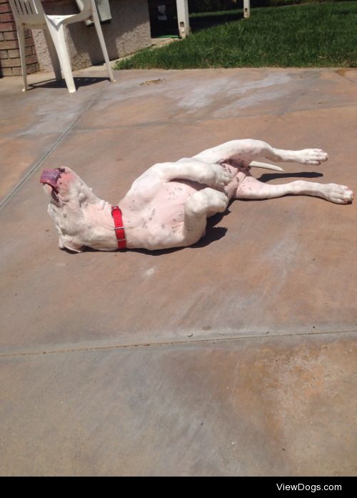 novathedogo:

This little pup loves sun bathing! handsomedogs…