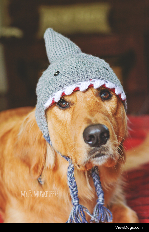 It’s the most wonderful time of the yearrr. #sharkweek 
Follow…
