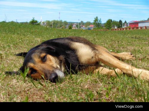 kasammacademy:

Enjoying the sun for Handsomedog’s Sunkist…