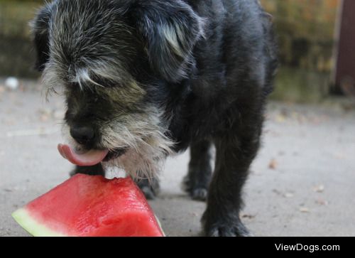 Senior dog Poncho enjoying summer watermelon ♥