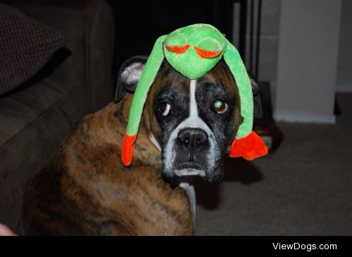 Zoey my boxer for toy filled tuesday(: