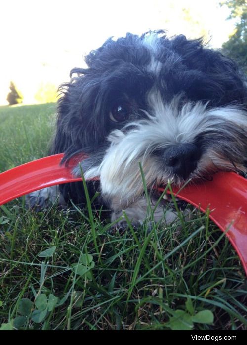 My cockapoo lucy, playing with a frisbee in the grass for toy…