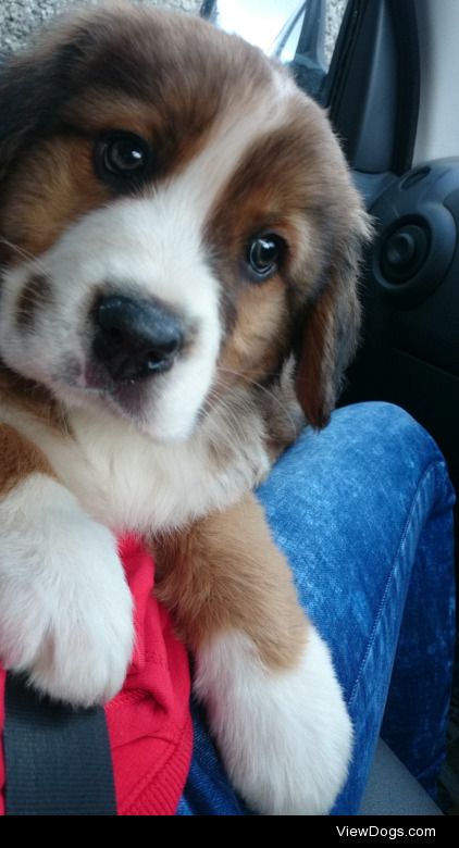 Boris the St Bernard x Bernese Mountain Dog back at 8 weeks old!