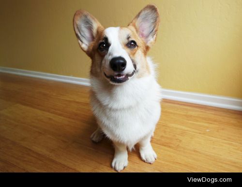 Ketchup the corgi always look happy :D 