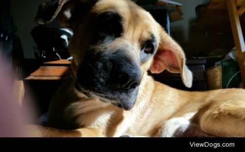 Pretty Leela
2 ½ year old Boxer German Shepherd crosss