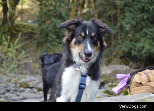 Wilson is a 1 year old border collie