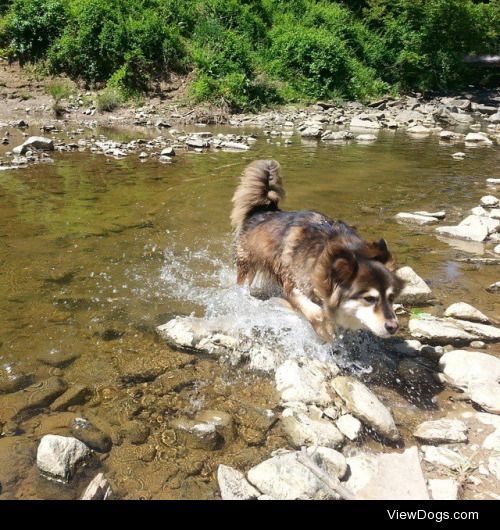 Ellie splashing around near the river 