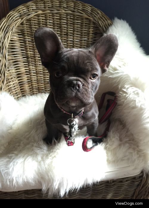 Layla 5 month old french bulldog