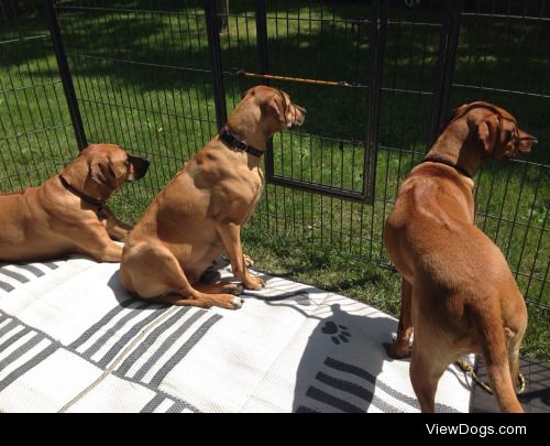 Rhodesian Ridgebacks at a lure pursing event.