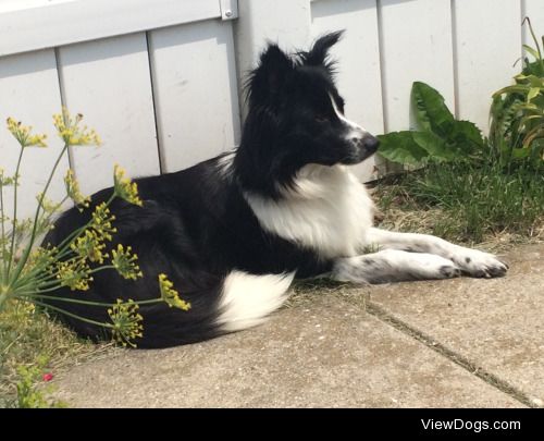 Heidi my pretty border collie rescued from Texas