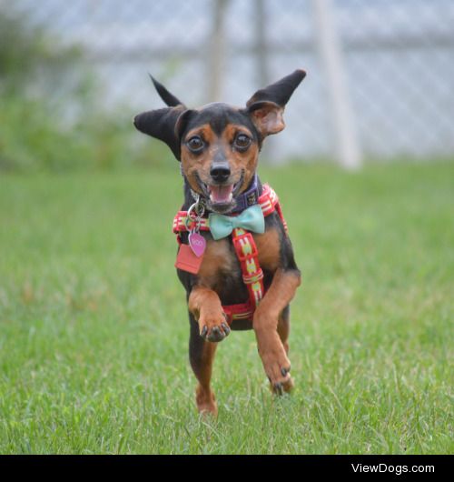 This is Roo my very happy rescued Miniature pinscher/beagle !