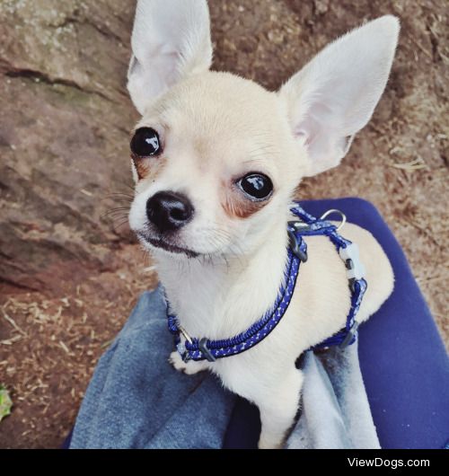 This is Beau, he is a nearly four month old chihuahua and his…