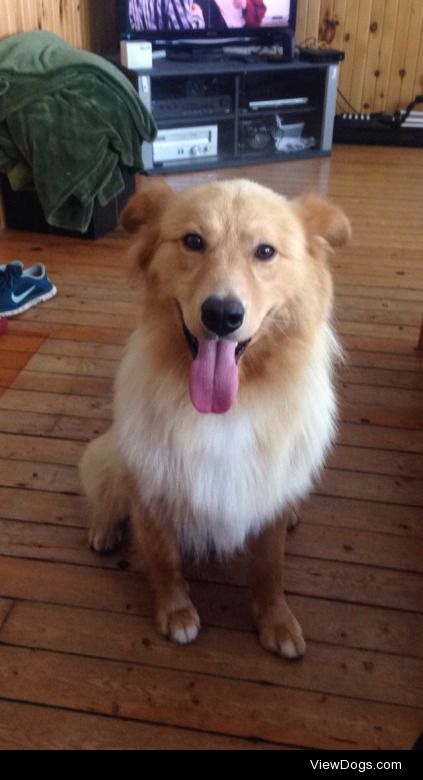 This is Cooper, a golden retriever cross that I am currently…